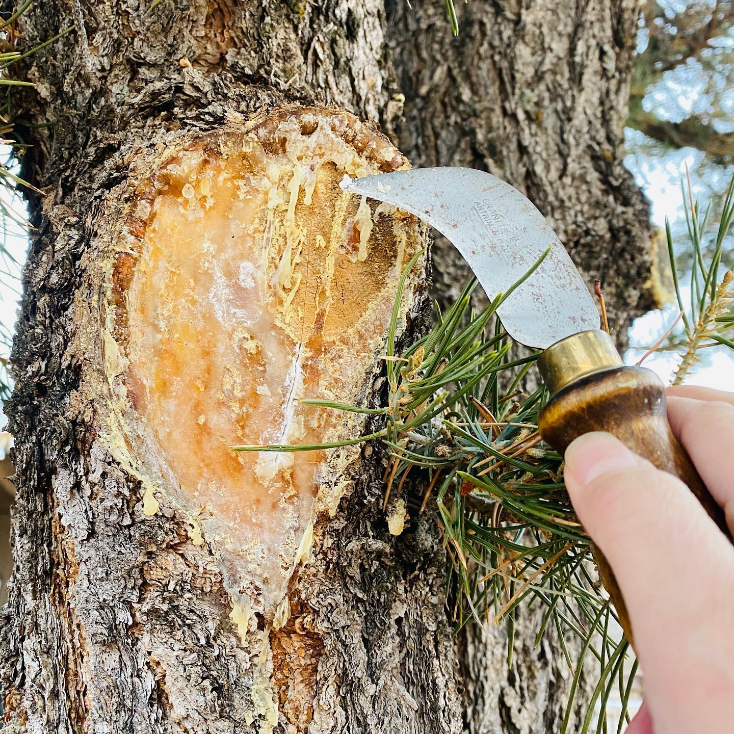 Quiet Pine Lotion Bar