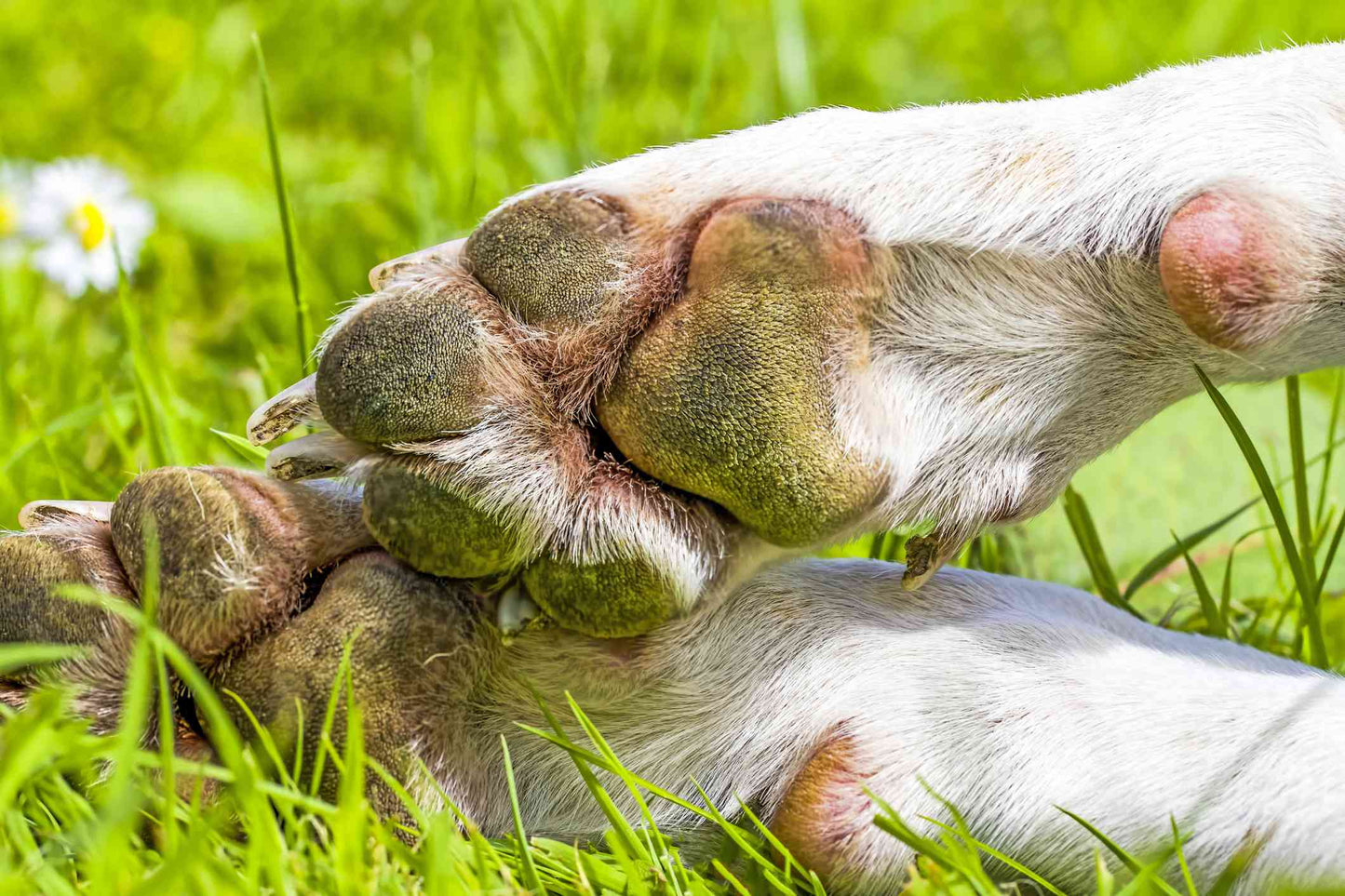 🐾 Person & Puppy Paw Salve
