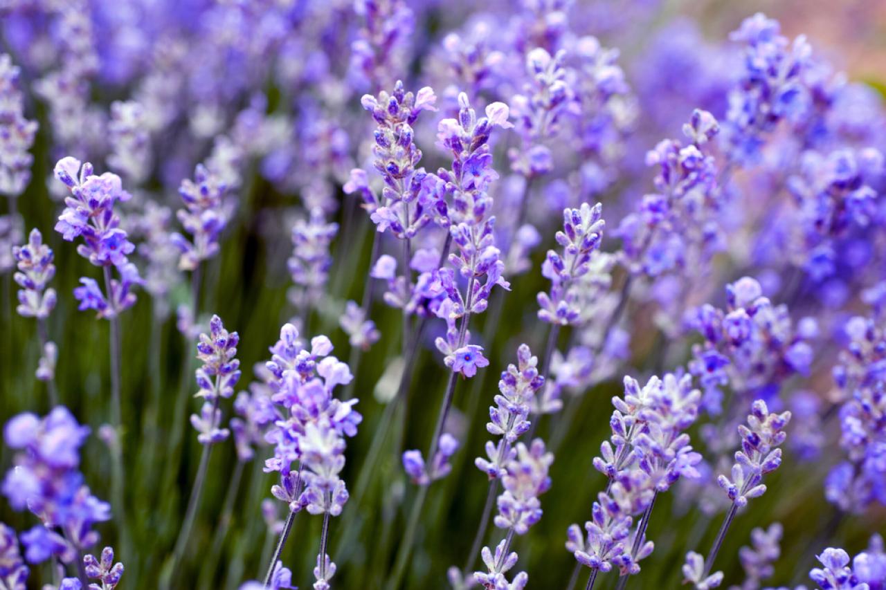 Woodland Lavender Calming Salve