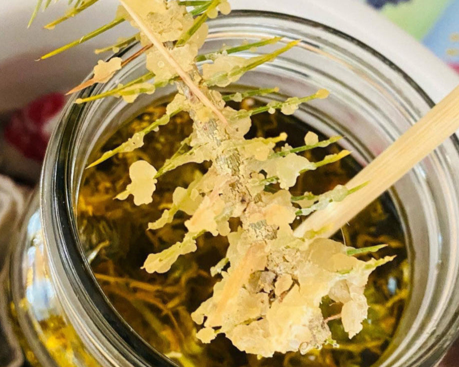 Pine Pitch Salve