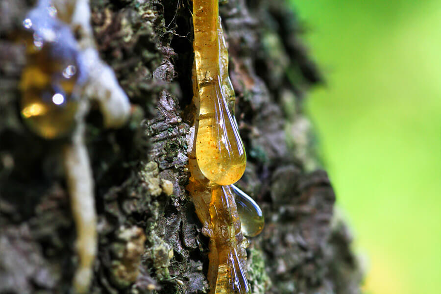 Pine Pitch Salve